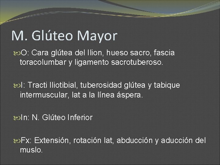 M. Glúteo Mayor O: Cara glútea del Ilion, hueso sacro, fascia toracolumbar y ligamento