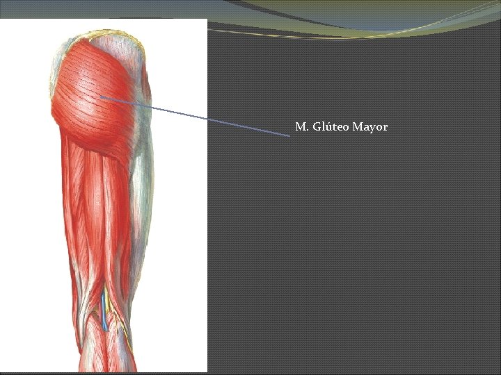 M. Glúteo Mayor 