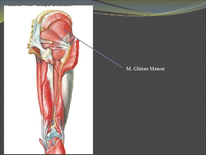 M. Glúteo Menor 