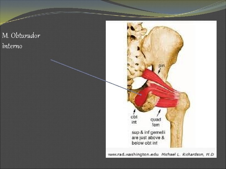 M. Obturador Interno 
