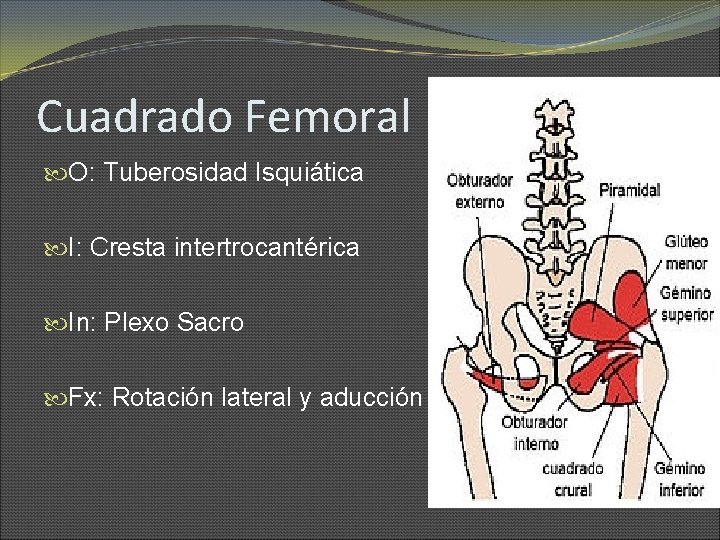 Cuadrado Femoral O: Tuberosidad Isquiática I: Cresta intertrocantérica In: Plexo Sacro Fx: Rotación lateral