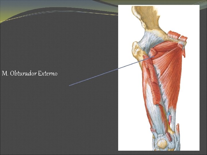 M. Obturador Externo 