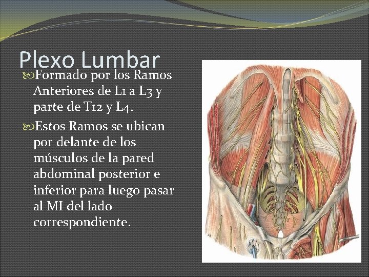 Plexo Lumbar Formado por los Ramos Anteriores de L 1 a L 3 y