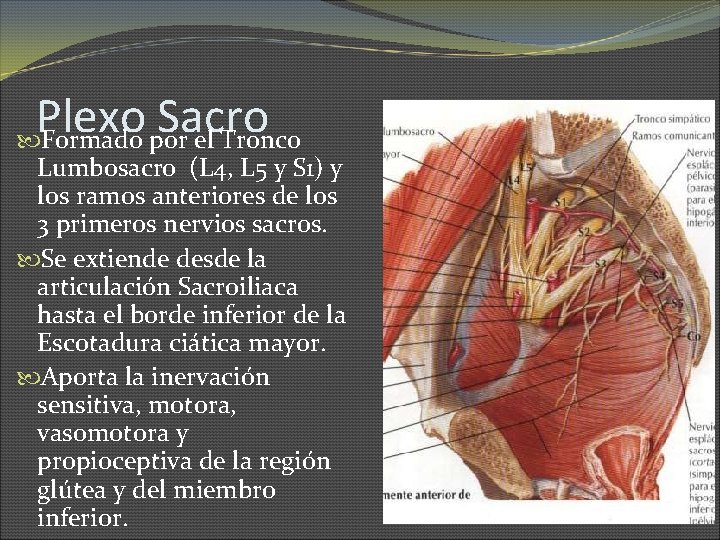 Plexo Sacro Formado por el Tronco Lumbosacro (L 4, L 5 y S 1)