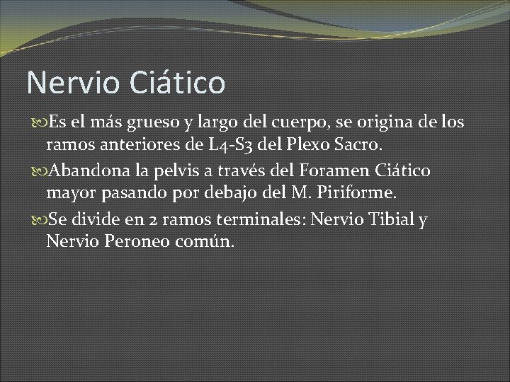 Nervio Ciático Es el más grueso y largo del cuerpo, se origina de los