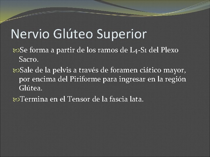 Nervio Glúteo Superior Se forma a partir de los ramos de L 4 -S
