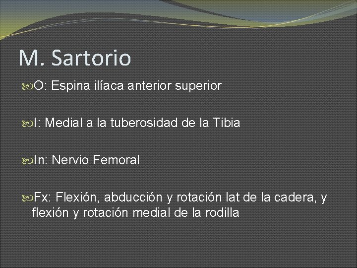 M. Sartorio O: Espina ilíaca anterior superior I: Medial a la tuberosidad de la
