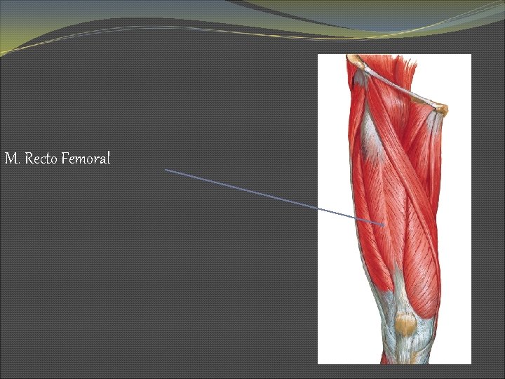 M. Recto Femoral 