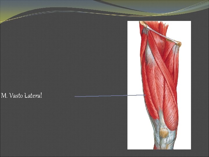 M. Vasto Lateral 