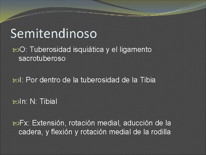 Semitendinoso O: Tuberosidad isquiática y el ligamento sacrotuberoso I: Por dentro de la tuberosidad