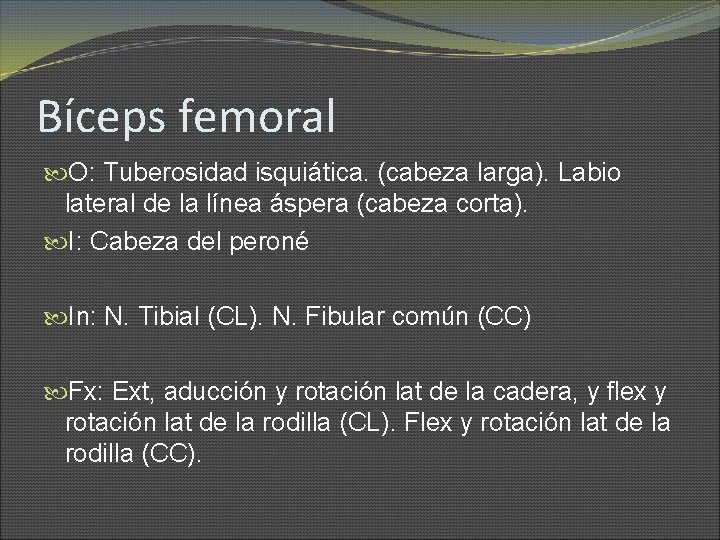 Bíceps femoral O: Tuberosidad isquiática. (cabeza larga). Labio lateral de la línea áspera (cabeza
