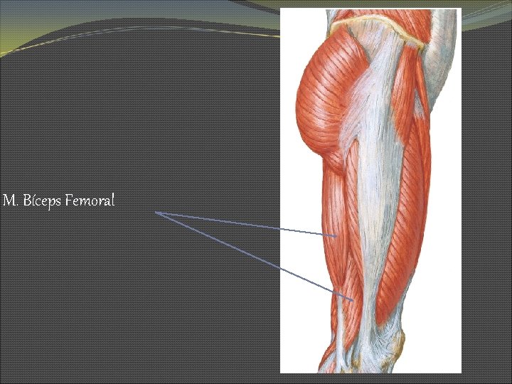 M. Bíceps Femoral 