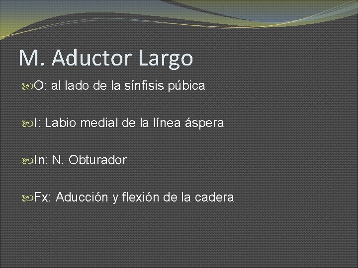 M. Aductor Largo O: al lado de la sínfisis púbica I: Labio medial de