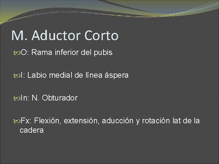 M. Aductor Corto O: Rama inferior del pubis I: Labio medial de línea áspera