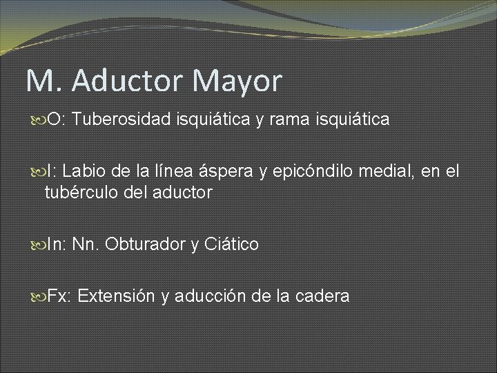 M. Aductor Mayor O: Tuberosidad isquiática y rama isquiática I: Labio de la línea