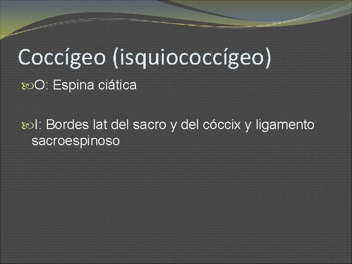 Coccígeo (isquiococcígeo) O: Espina ciática I: Bordes lat del sacro y del cóccix y