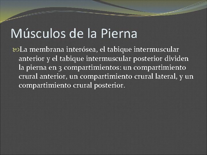 Músculos de la Pierna La membrana interósea, el tabique intermuscular anterior y el tabique