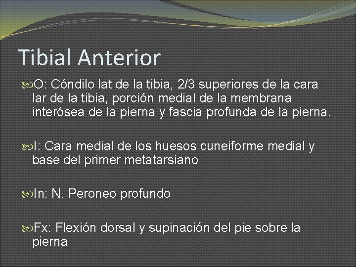 Tibial Anterior O: Cóndilo lat de la tibia, 2/3 superiores de la cara lar