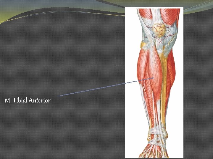 M. Tibial Anterior 
