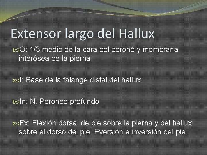 Extensor largo del Hallux O: 1/3 medio de la cara del peroné y membrana