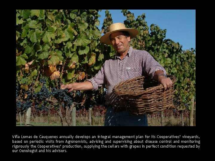 Viña Lomas de Cauquenes annually develops an integral management plan for its Cooperatives’ vineyards,