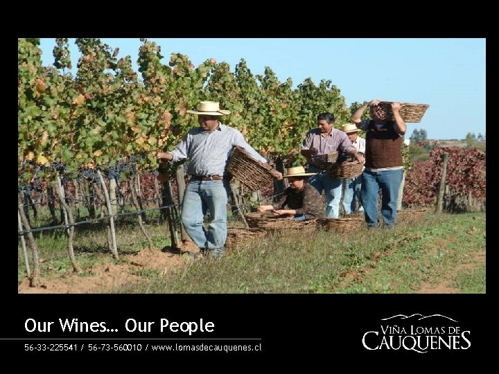 Our Wines… Our People 56 -33 -225541 / 56 -73 -560010 / www. lomasdecauquenes.