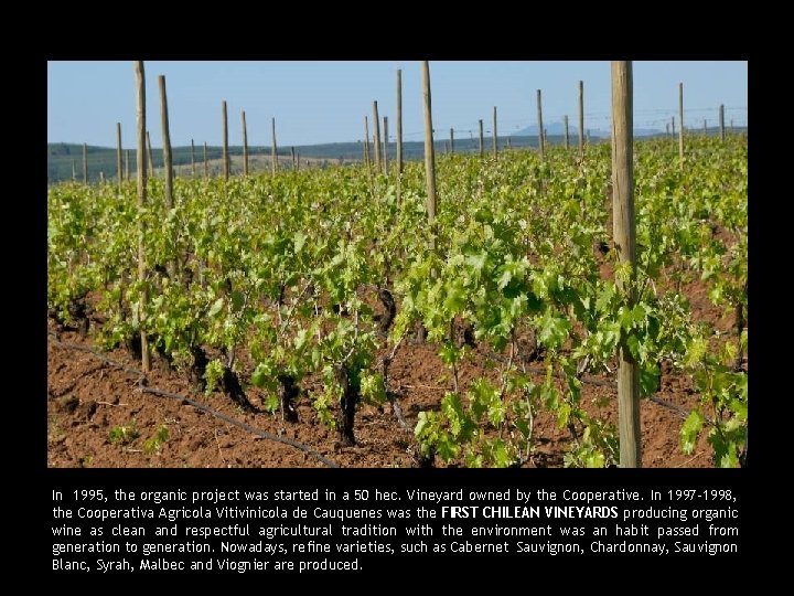 In 1995, the organic project was started in a 50 hec. Vineyard owned by