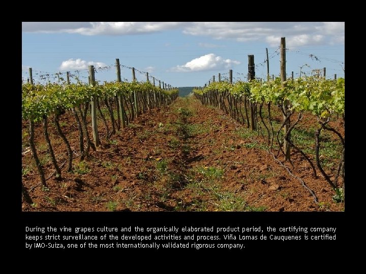 During the vine grapes culture and the organically elaborated product period, the certifying company