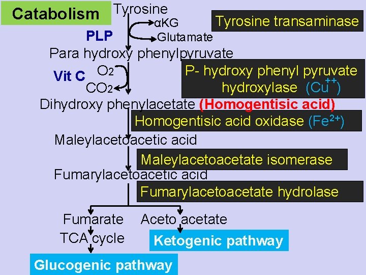 Catabolism Tyrosine αKG Tyrosine transaminase PLP Glutamate Para hydroxy phenylpyruvate P- hydroxy phenyl pyruvate