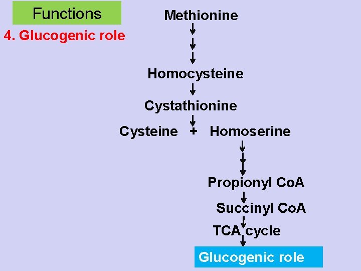 Functions Methionine 4. Glucogenic role Homocysteine Cystathionine Cysteine + Homoserine Propionyl Co. A Succinyl