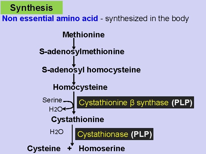 Synthesis Non essential amino acid - synthesized in the body Methionine S-adenosylmethionine S-adenosyl homocysteine