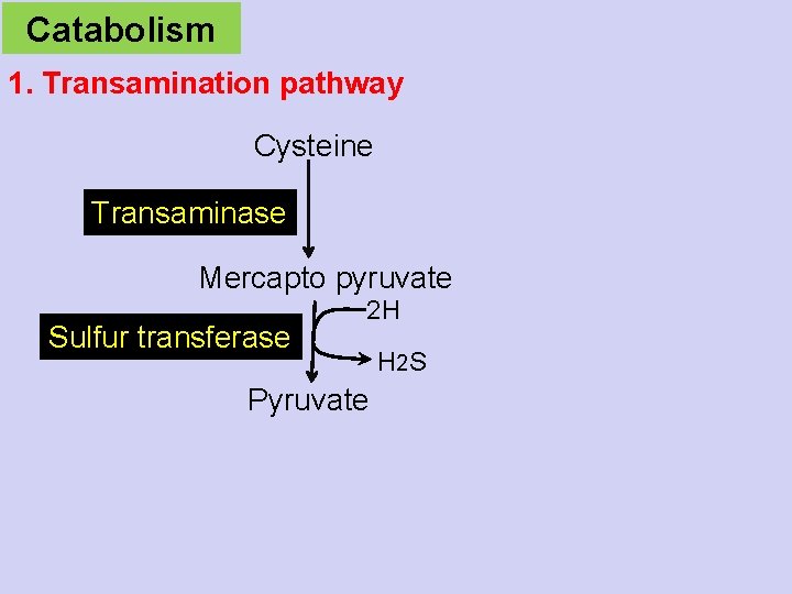 Catabolism 1. Transamination pathway Cysteine Transaminase Mercapto pyruvate Sulfur transferase 2 H Pyruvate H