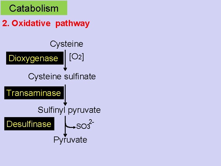 Catabolism 2. Oxidative pathway Cysteine Dioxygenase [O 2] Cysteine sulfinate Transaminase Sulfinyl pyruvate Desulfinase