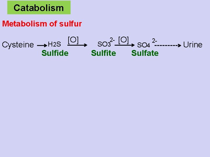 Catabolism Metabolism of sulfur Cysteine H 2 S [O] Sulfide 2 SO 3 Sulfite