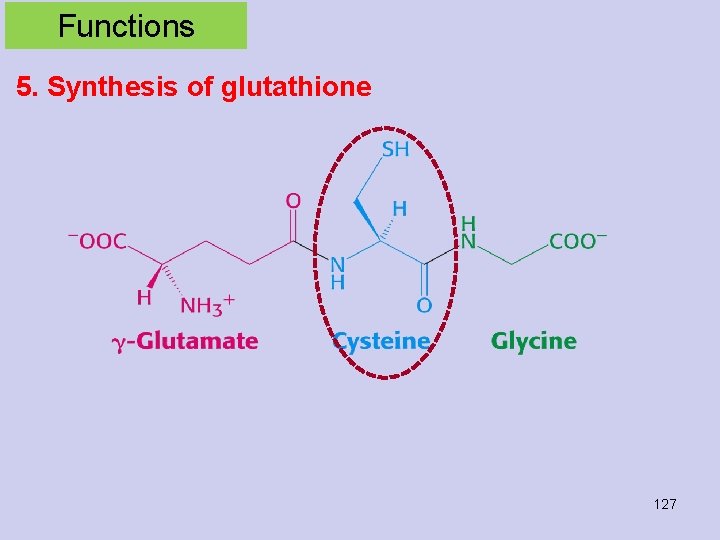 Functions 5. Synthesis of glutathione 127 