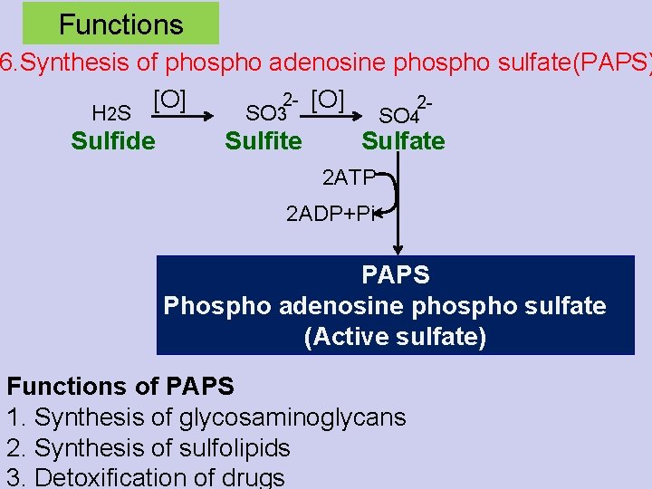 Functions 6. Synthesis of phospho adenosine phospho sulfate(PAPS) 2 - [O] 2 H 2