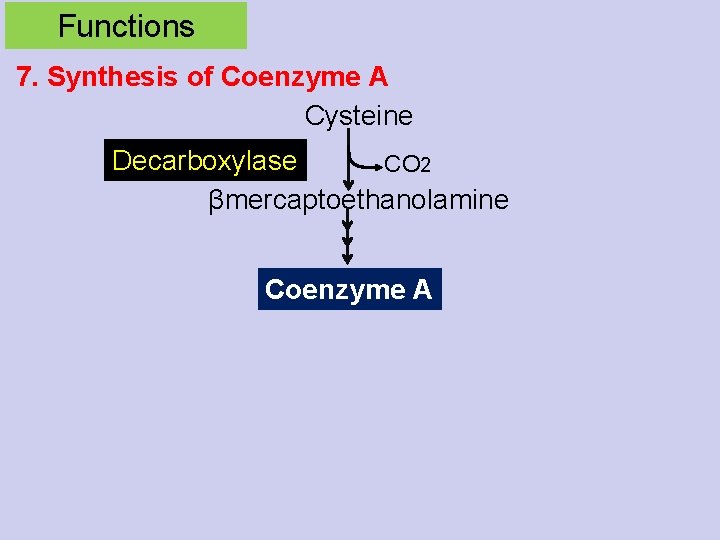 Functions 7. Synthesis of Coenzyme A Cysteine Decarboxylase CO 2 βmercaptoethanolamine Coenzyme A 