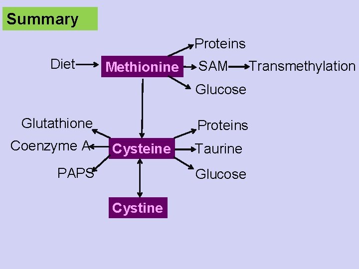 Summary Proteins Diet Methionine SAM Glucose Glutathione Coenzyme A Proteins Cysteine PAPS Taurine Glucose