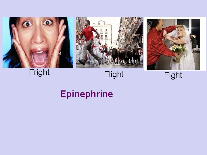 Fright Flight Epinephrine Fight 