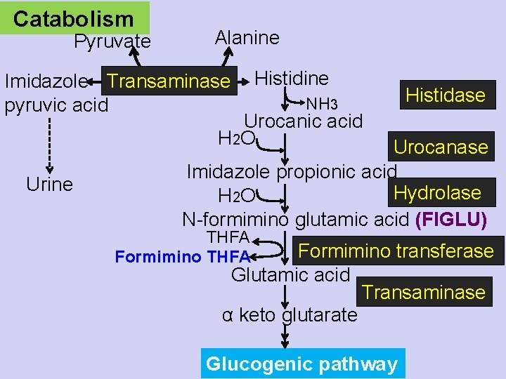 Catabolism Pyruvate Alanine Imidazole Transaminase pyruvic acid Histidine NH 3 Histidase Urocanic acid H