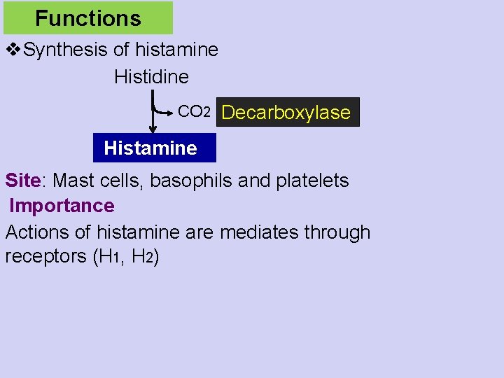 Functions v. Synthesis of histamine Histidine CO 2 Decarboxylase Histamine Site: Mast cells, basophils