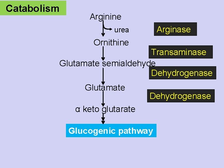 Catabolism Arginine urea Ornithine Arginase Transaminase Glutamate semialdehyde Dehydrogenase Glutamate Dehydrogenase α keto glutarate