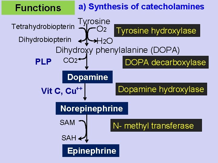 a) Synthesis of catecholamines Functions Tyrosine Tetrahydrobiopterin O 2 Tyrosine hydroxylase Dihydrobiopterin H 2