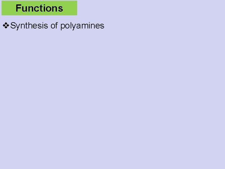 Functions v. Synthesis of polyamines 