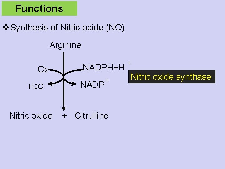 Functions v. Synthesis of Nitric oxide (NO) Arginine O 2 H 2 O NADPH+H