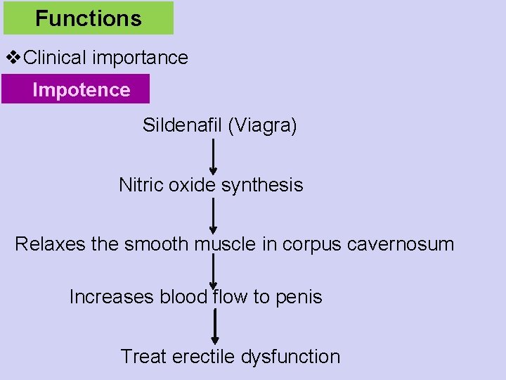 Functions v. Clinical importance Impotence Sildenafil (Viagra) Nitric oxide synthesis Relaxes the smooth muscle