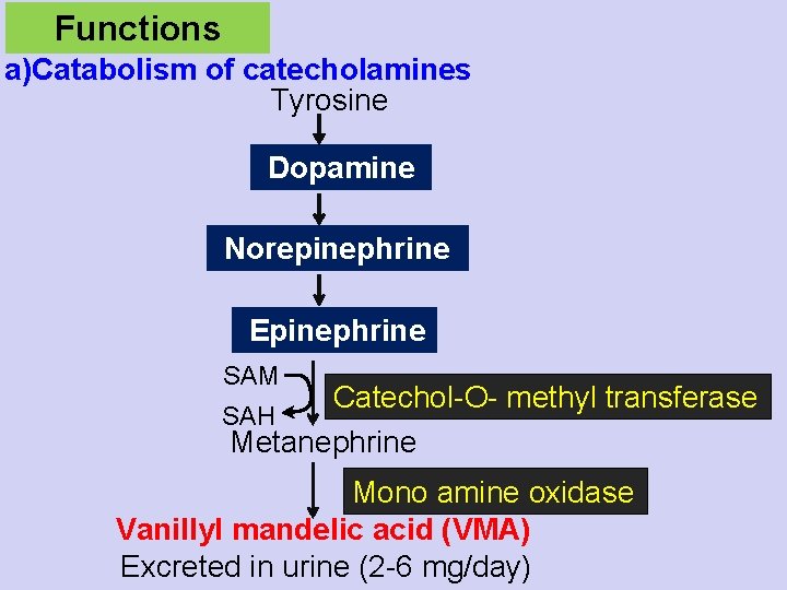 Functions a)Catabolism of catecholamines Tyrosine Dopamine Norepinephrine Epinephrine SAM Catechol-O- methyl transferase SAH Metanephrine