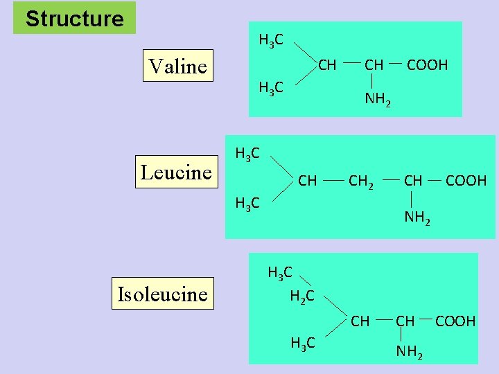 Structure H 3 C Valine Leucine CH H 3 C COOH NH 2 H