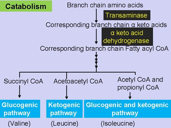 Catabolism Branch chain amino acids Transaminase Corresponding branch chain α keto acids α keto