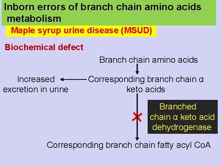 Inborn errors of branch chain amino acids metabolism Maple syrup urine disease (MSUD) Biochemical